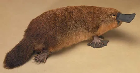 Ornitorrinco - Animal Wiki