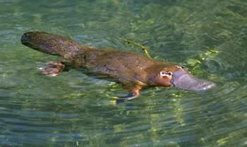 el ornitorrinco se considera uno de los animales mas extranos del ...