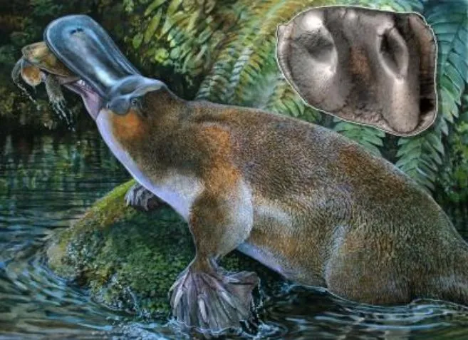 Ornitorrinco real bebé - Imagui