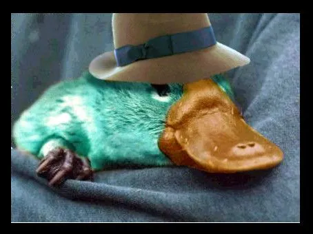 imágenes de perry el ornitorrinco ~ una parte de mi
