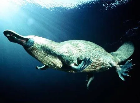 Ornitorrinco | Wikifaunia, tu enciclopedia de animales