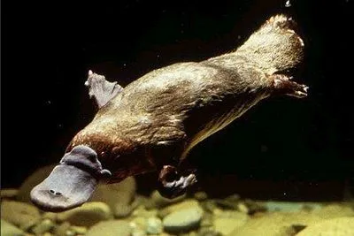 El Ornitorrinco Ornithorhynchidae Ornithorhynchus anatinus