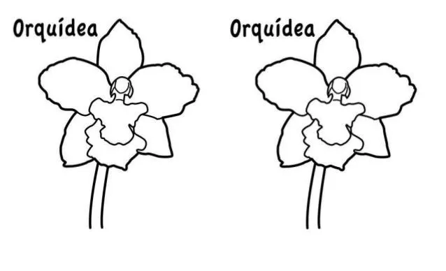 Orquidea para colorear