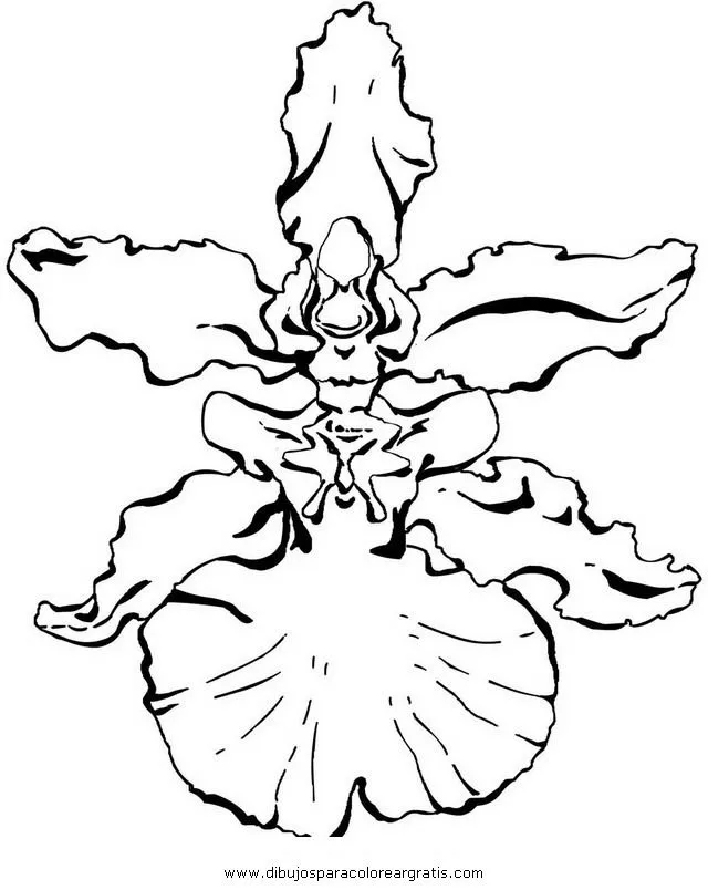Orquidea para colorear Colouring Pages