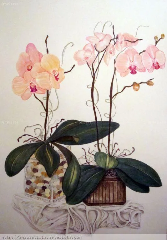 Orquideas ANA BELEN SANCHEZ GARCIA - Artelista.com