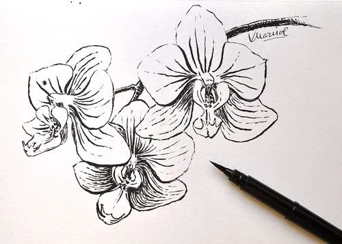 Orquidea drawn with Pentel Brush Pen | Flickr - Photo Sharing! Orquidea drawn with Pentel Brush Pen | Flickr - Photo Sharing!