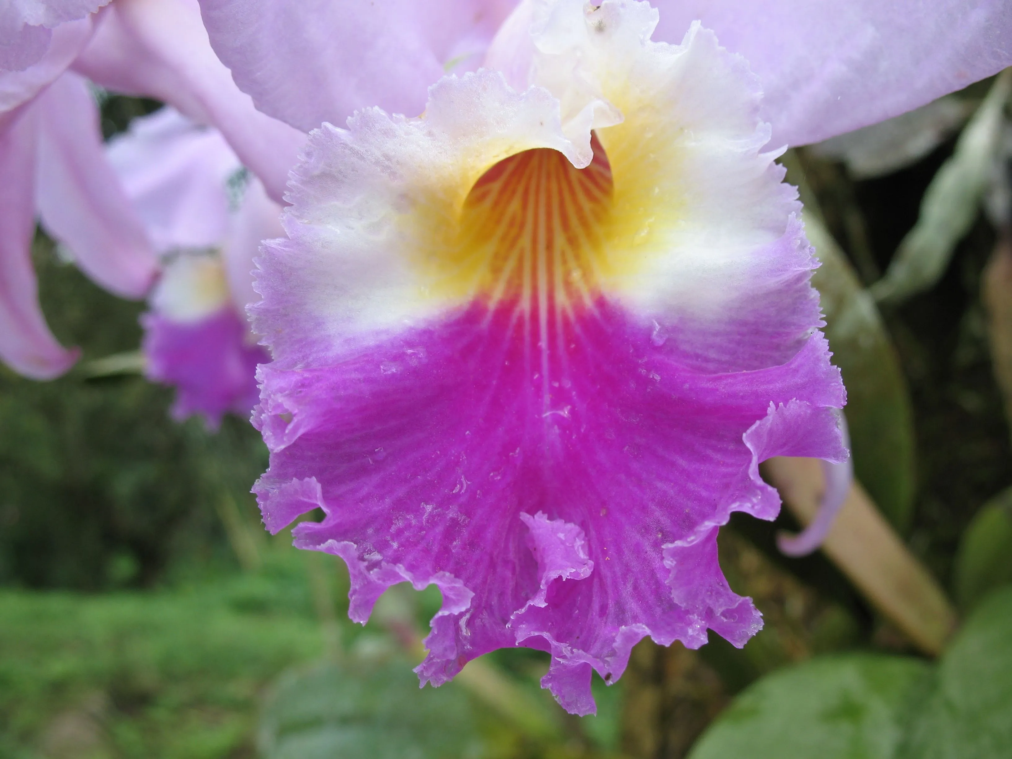 La orquídea, nuestra flor emblemática | WWF La orquídea, nuestra flor emblemática | WWF