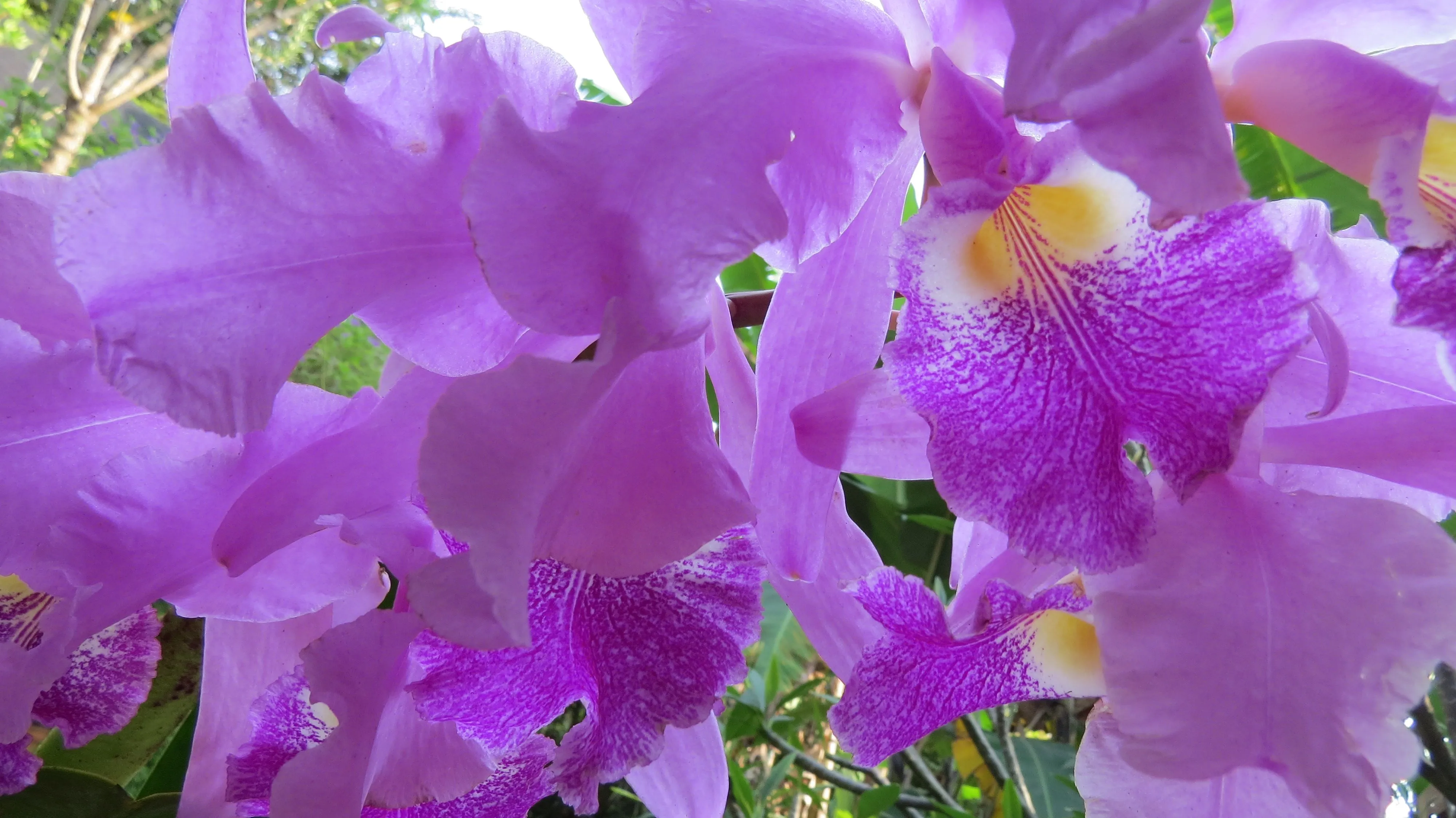 La orquídea, nuestra flor emblemática | WWF La orquídea, nuestra flor emblemática | WWF