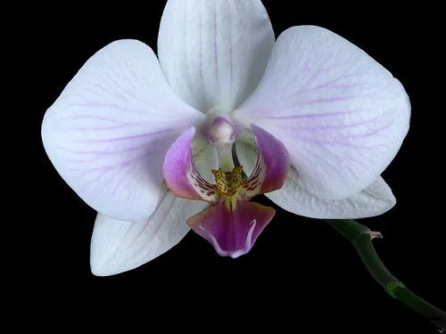 Orquidea fondo negro - a photo on Flickriver Orquidea fondo negro - a photo on Flickriver