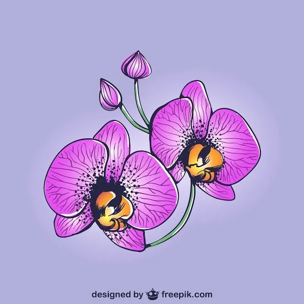 Orquidea | Fotos y Vectores gratis