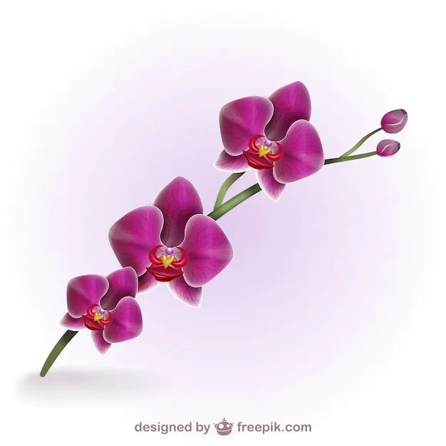 Orquidea | Fotos y Vectores gratis