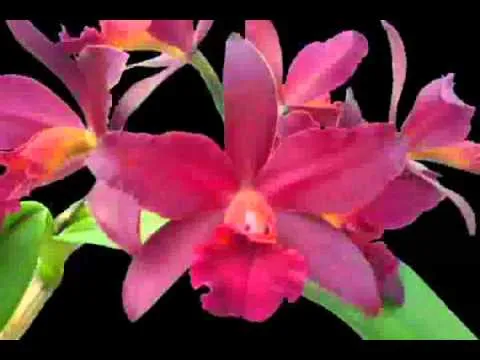 La orquídea nacional para colorear - Imagui La orquídea nacional para colorear - Imagui