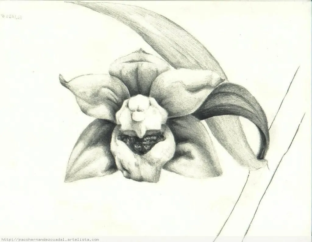orquidea Paco Hernández Cuadal - Artelista. orquidea Paco Hernández Cuadal - Artelista.