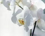 Orquídea o phalaenopsis