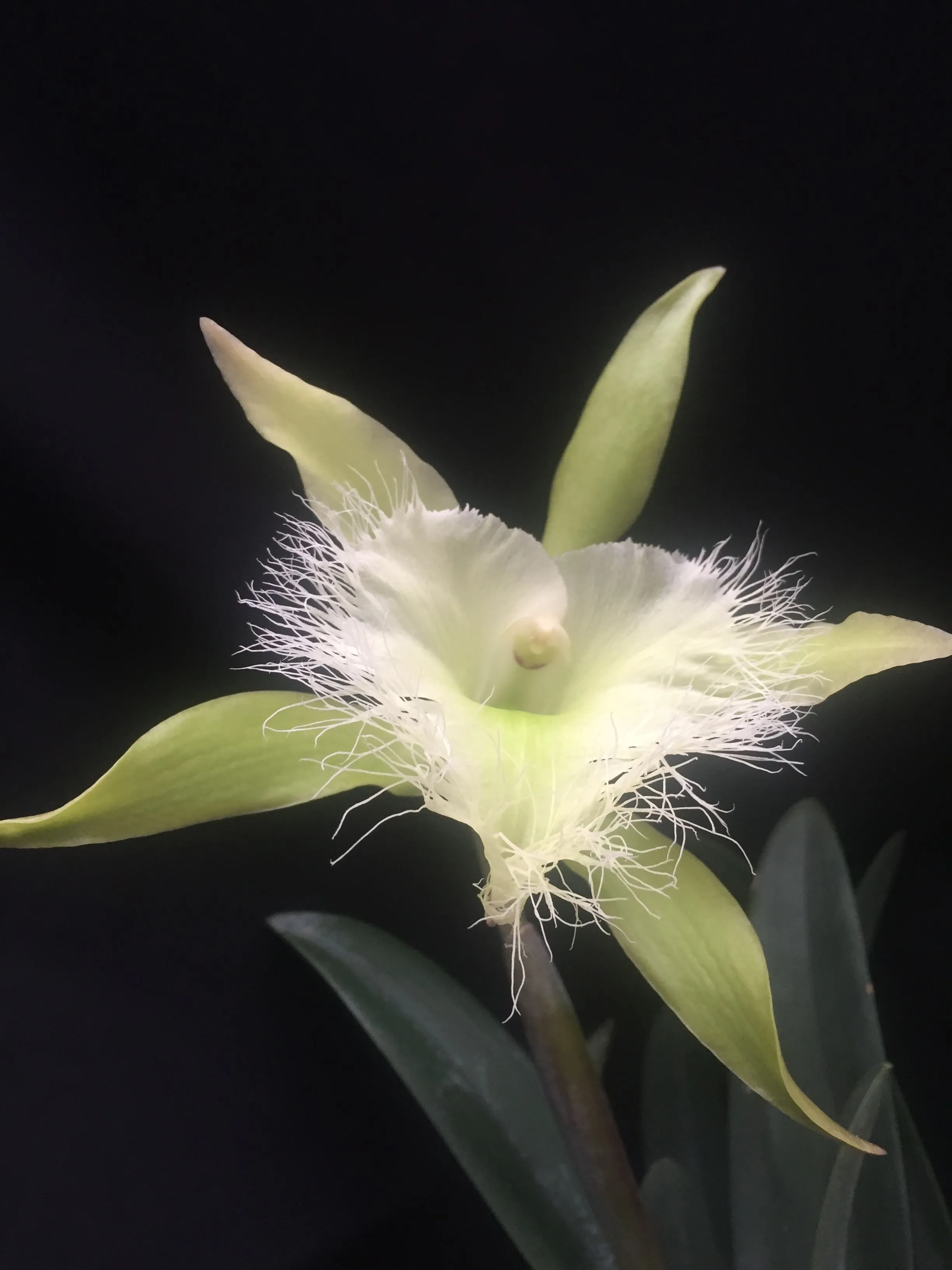 Orquídea Rhyncholaelia digbyana -flor nacional Honduras- | Cool easy drawings, Flowers, Spanish projects Orquídea Rhyncholaelia digbyana -flor nacional Honduras- | Cool easy drawings, Flowers, Spanish projects