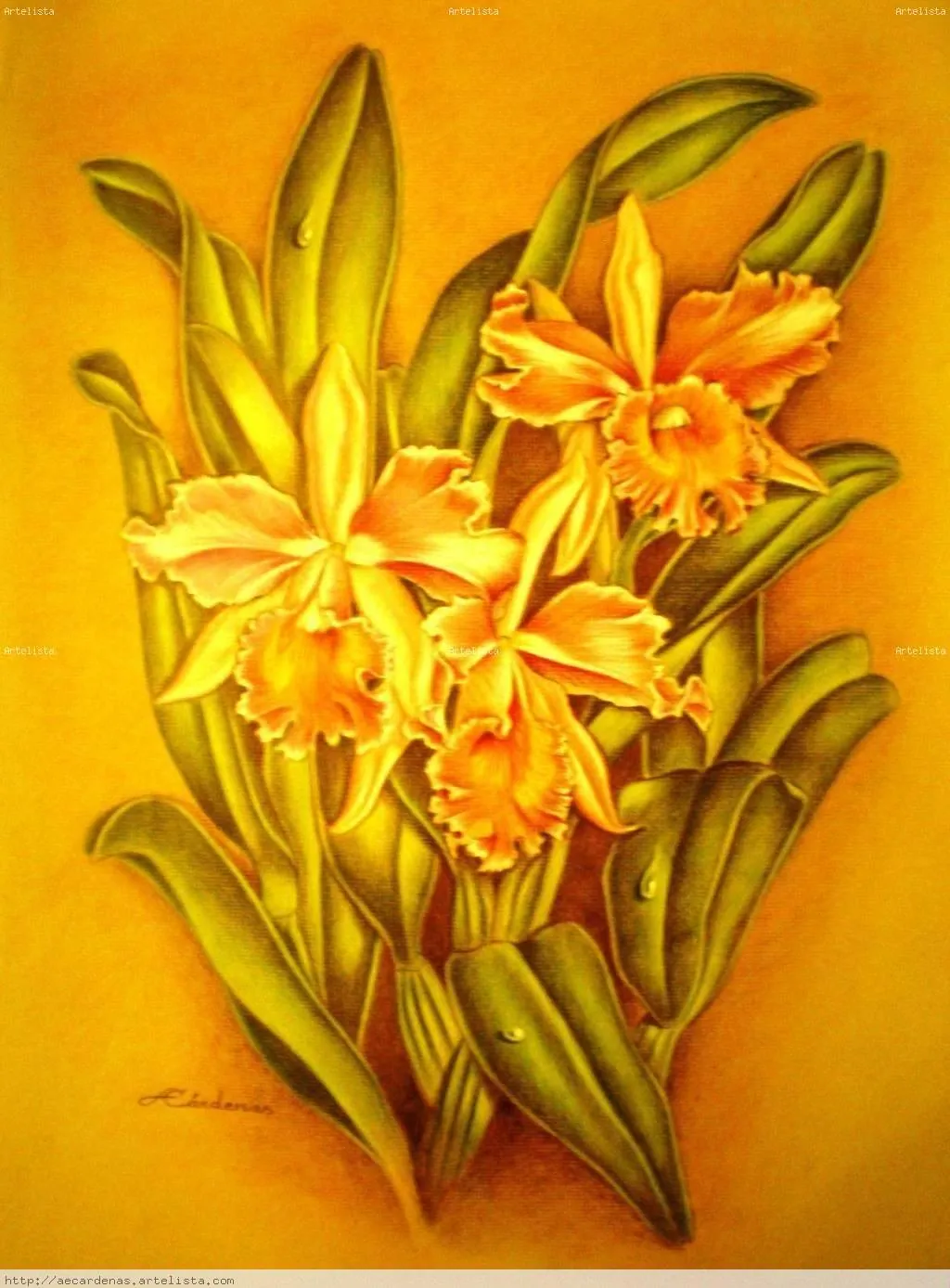 Orquídeas ANGEL EDECIO CÁRDENAS FORZÁN - Artelista. Orquídeas ANGEL EDECIO CÁRDENAS FORZÁN - Artelista.