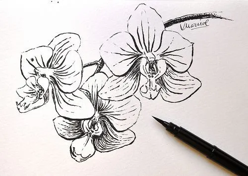 orquideas blanco y negro dibujo - Buscar con Google | Flores ...