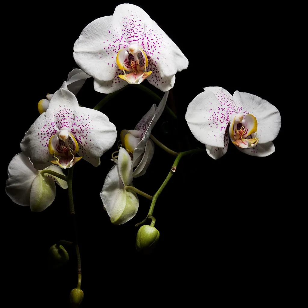 orquídeas | Diario de un "strobista" aprendiz orquídeas | Diario de un "strobista" aprendiz