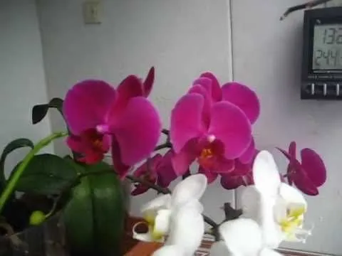 ORQUÍDEAS LA FLOR - YouTube