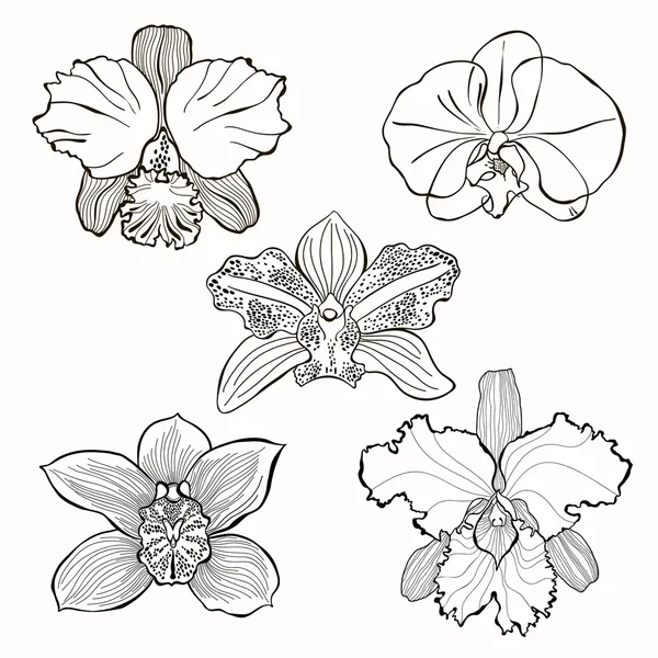 Orquídeas flores dibujadas a mano — Vector stock © maritime_m ... Orquídeas flores dibujadas a mano — Vector stock © maritime_m ...