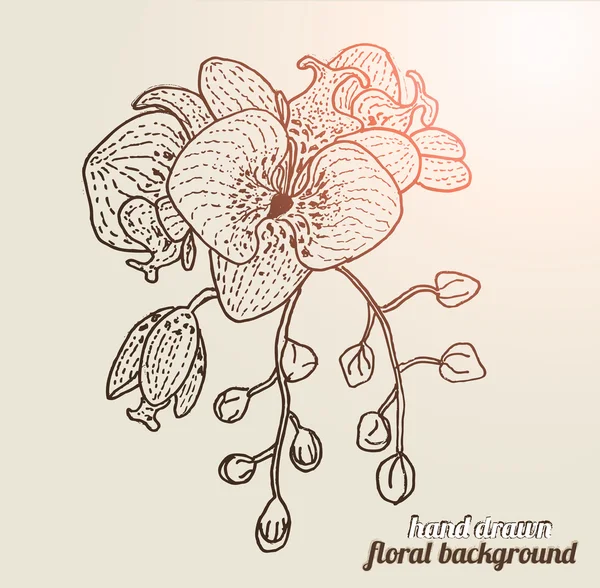 Orquídeas flores dibujadas a mano — Vector stock © AlessandraM ... Orquídeas flores dibujadas a mano — Vector stock © AlessandraM ...