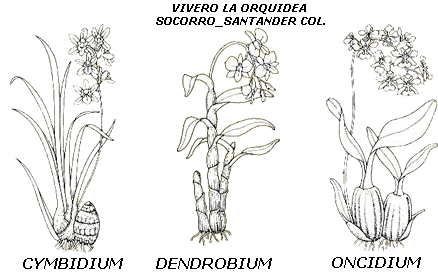 Las Orquídeas - Monografias.com
