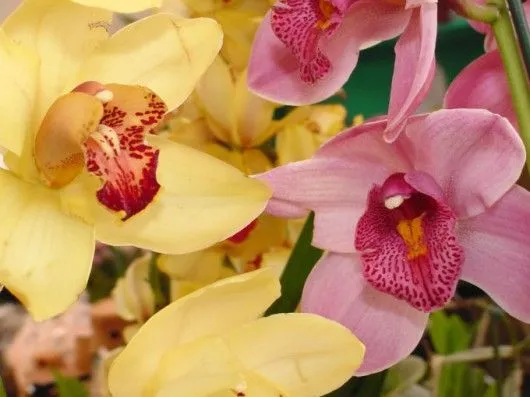 Orquídeas - nomenclatura - Artigos sobre Floricultura - Cursos CPT Orquídeas - nomenclatura - Artigos sobre Floricultura - Cursos CPT