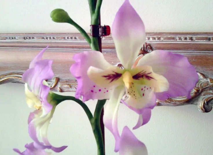 orquideas | Porcelana Fria - Cold Porcelain - Porcelaine froid ... orquideas | Porcelana Fria - Cold Porcelain - Porcelaine froid ...