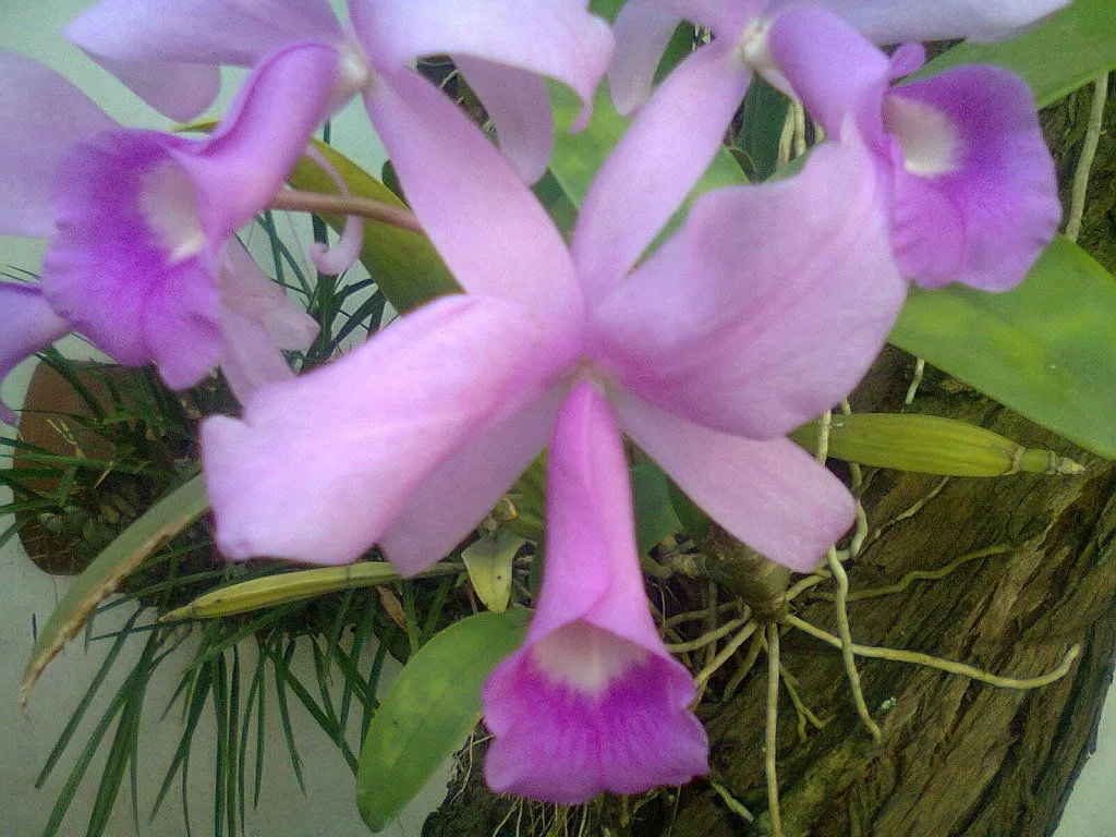orquidias epifitas terrestres (3) | Cuidar de tus plantas es ... orquidias epifitas terrestres (3) | Cuidar de tus plantas es ...