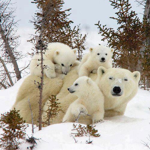 Dibujo de una osa con sus crías - Imagui Dibujo de una osa con sus crías - Imagui