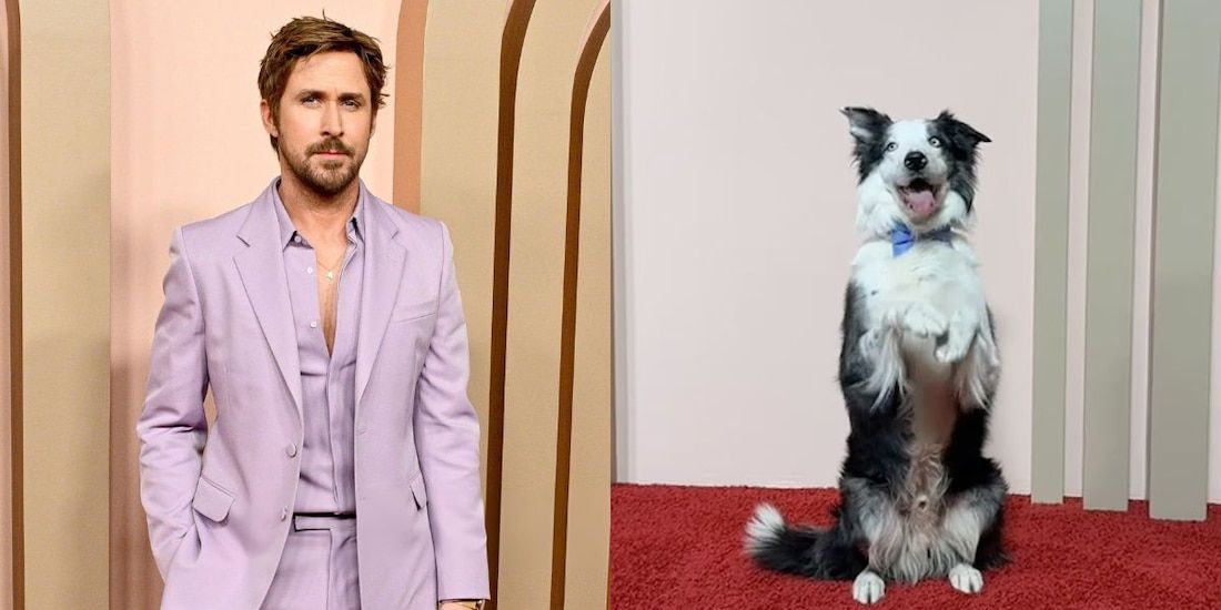 Oscar 2024: Ryan Gosling conoce a Messi, el perro de 'Anatomy of a fall' -  La Razón de México