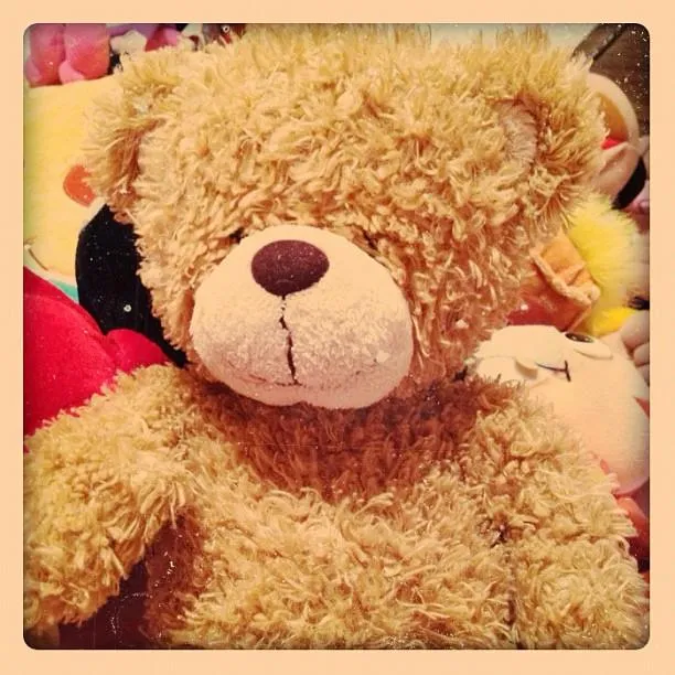 Osito Cariñosito Photograph by ™הרגליים 