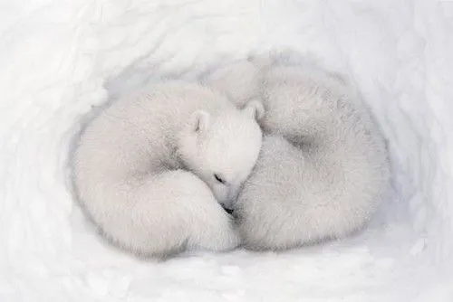 Osito tierno durmiendo - Imagui