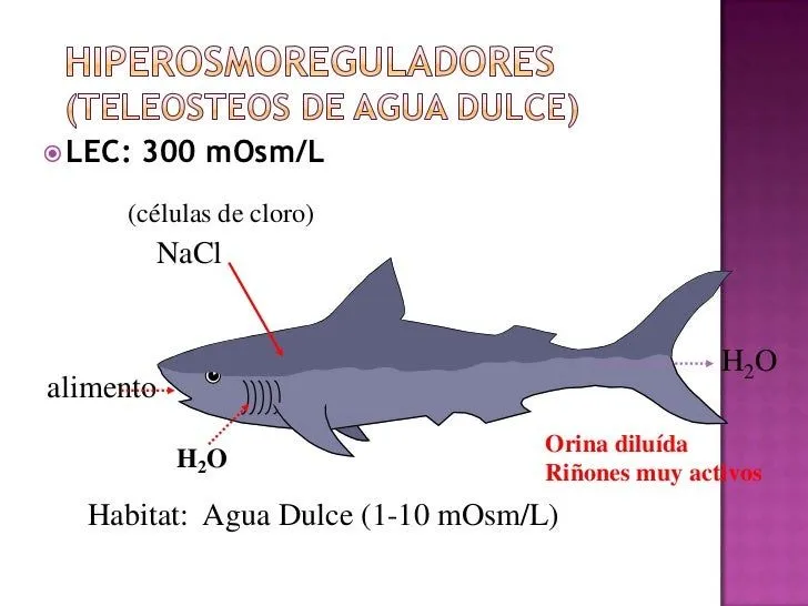 Osmorregulación