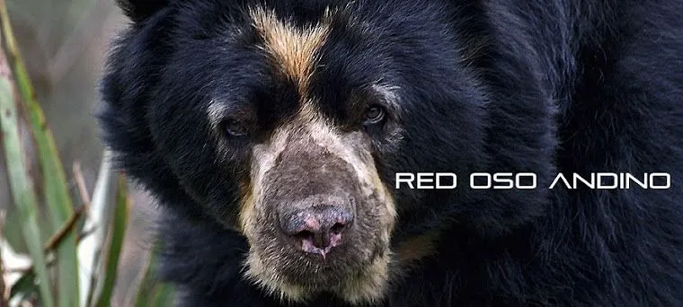 EL OSO ANDINO - RED OSO ANDINO
