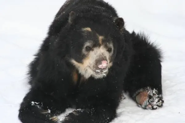 Oso de anteojos » OSOPEDIA