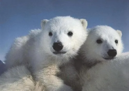 Imagen Osos Polares Bebés en peligro - grupos. Imagen Osos Polares Bebés en peligro - grupos.