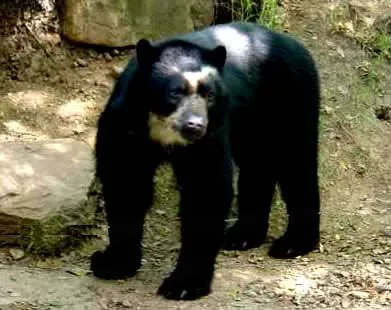 Oso frontino para colorear - Imagui Oso frontino para colorear - Imagui