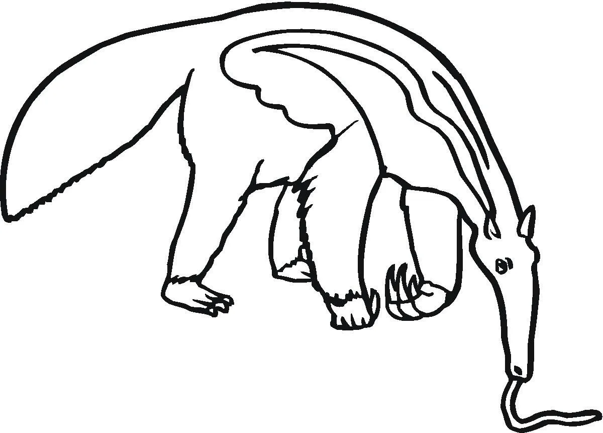 Oso hormiguero para colorear