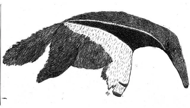 Oso hormiguero | Flickr - Photo Sharing!