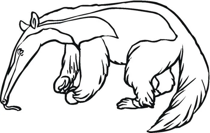 Dibujos de osos hormigueros para colorear - Imagui
