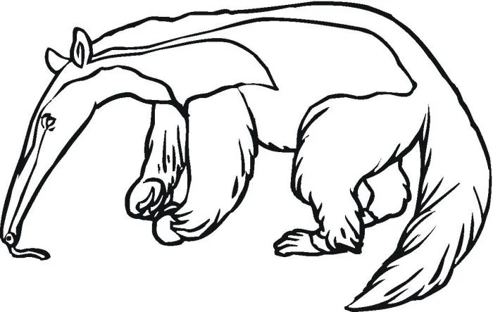 Dibujos de osos hormigueros para colorear - Imagui Dibujos de osos hormigueros para colorear - Imagui