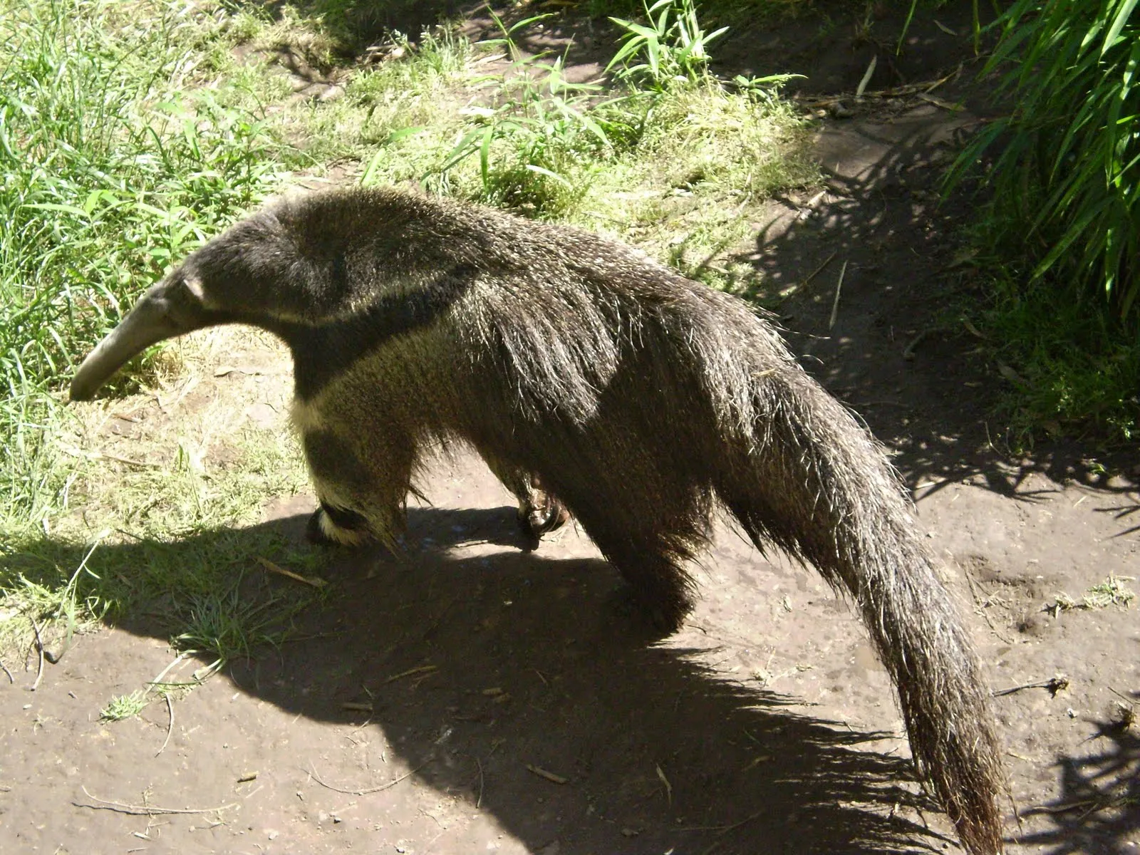 Oso hormiguero ( yurumí)