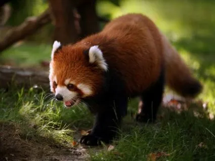 Oso Kodiak Wallpaper Animales Osos Los animales - Wallpapers para ... Oso Kodiak Wallpaper Animales Osos Los animales - Wallpapers para ...