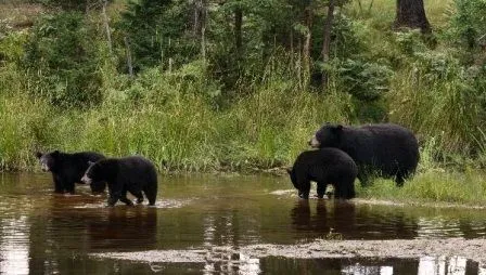 Oso Negro Americano » OSOPEDIA
