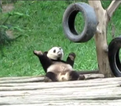Oso Panda bailando | Blogodisea