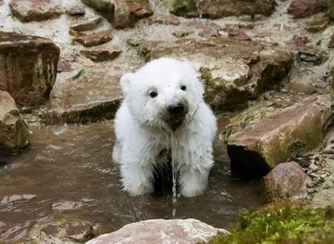 Imágenes de osos panda bebés - Imagui