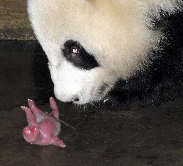 ... de comportamiento el panda gigante se asemeja bastante a los osos