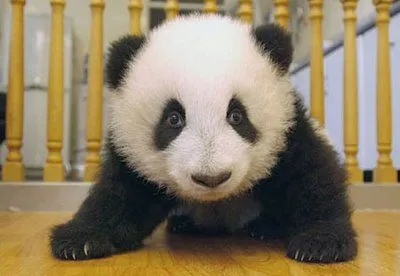 Oso panda bebé animado - Imagui