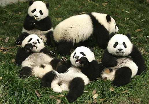 Oso Panda | Centro de Comunicación Virtual